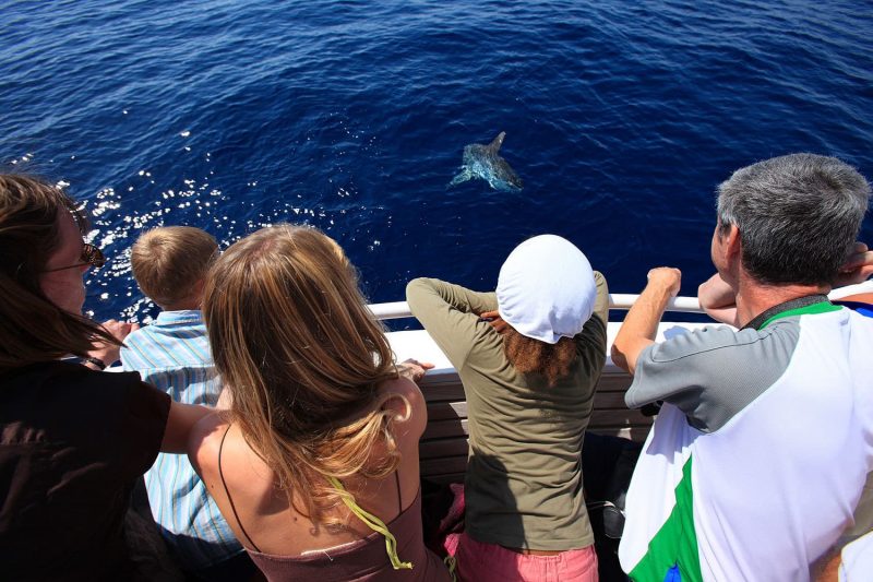 Observation des dauphins et escale à Porquerolles