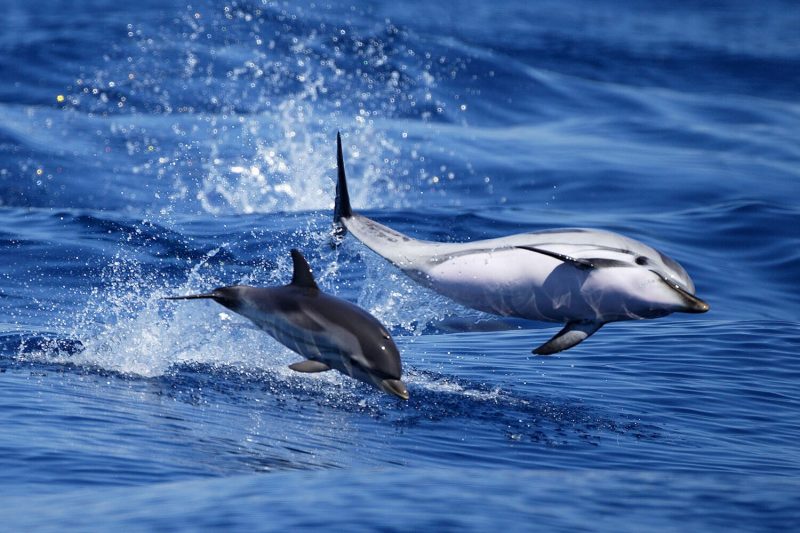 Observation des dauphins au large de Sanary sur mer