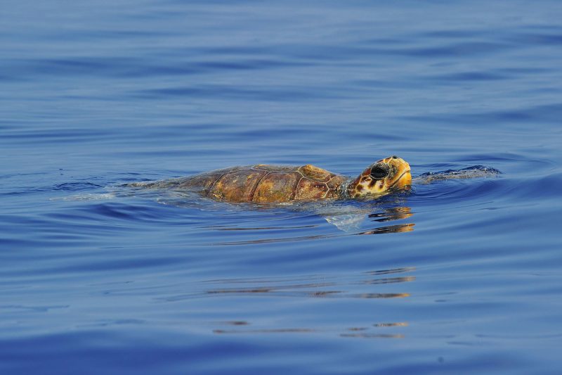 bObservation des dauphins et escale à Porquerolles