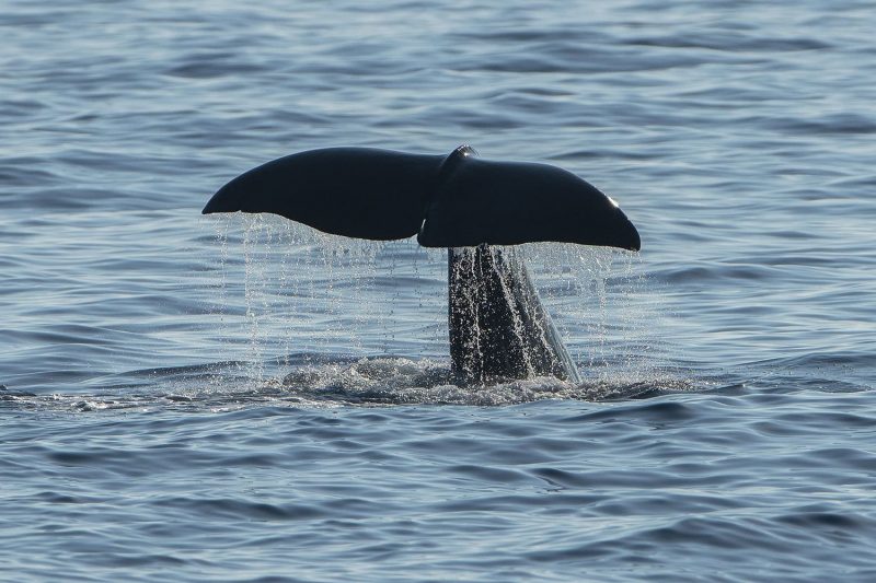 baleines et dauphins depuis Sanary-sur-Mer