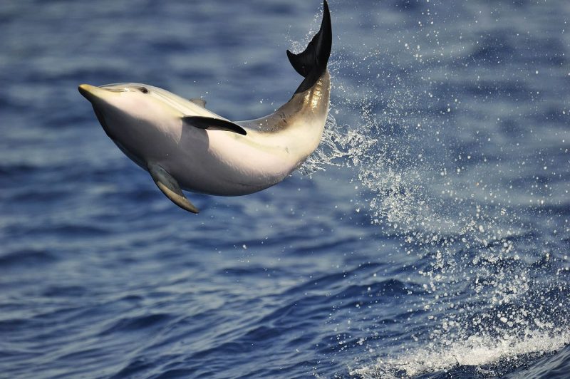 Observation des dauphins au large de Sanary sur mer