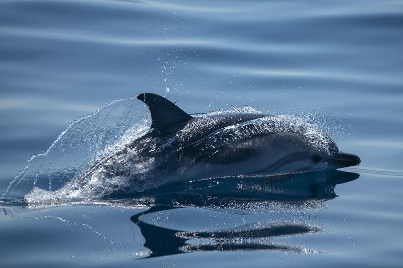 Observation des dauphins au large de Sanary sur mer