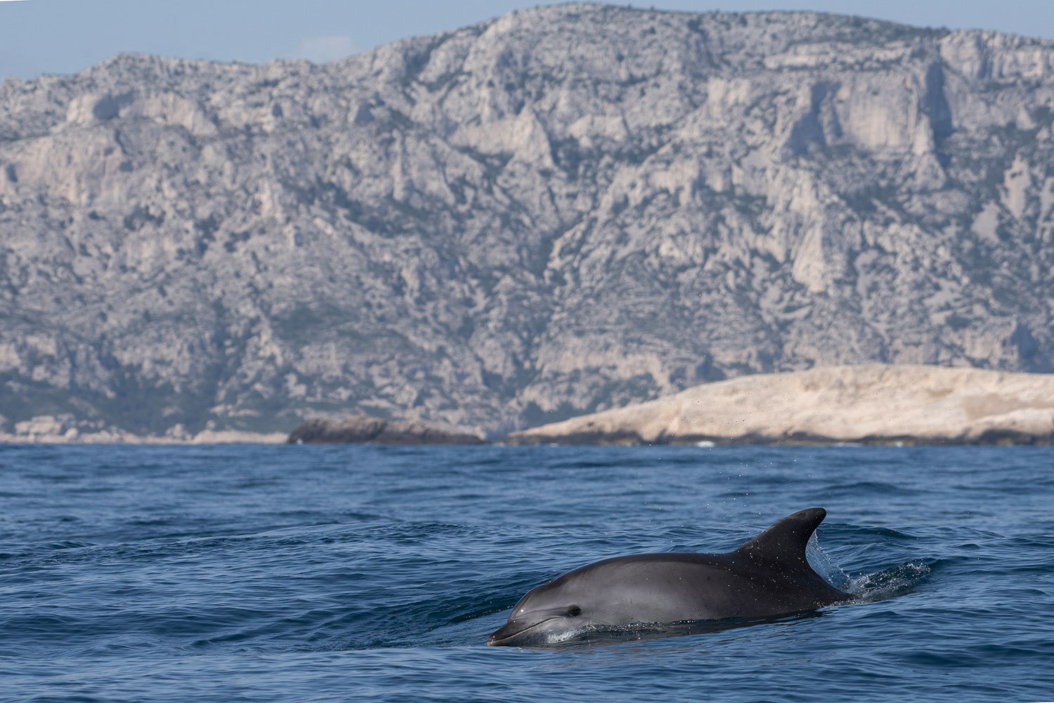 baleines et dauphins depuis Sanary-sur-Mer