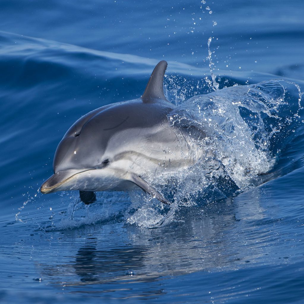 Observation baleines et dauphins depuis Sanary | Croix du Sud V
