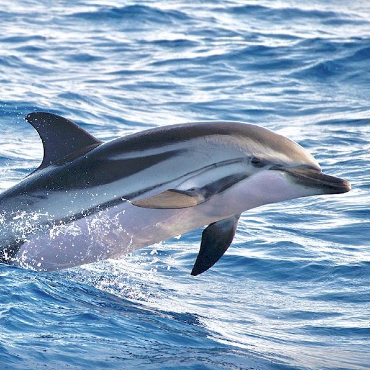 Croisière d'observation des baleines et dauphins en méditerranée depuis ...